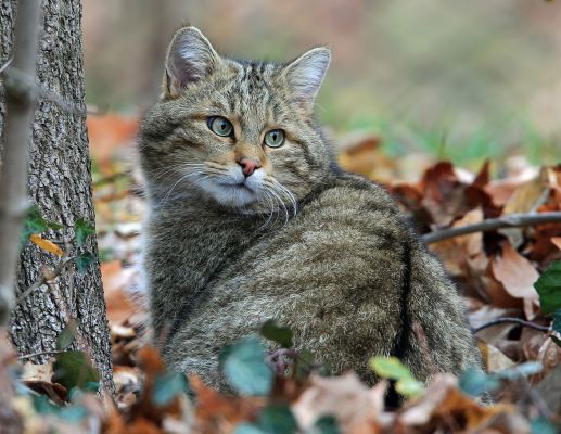 Tierpark Lange Erlen - Copyright © by 