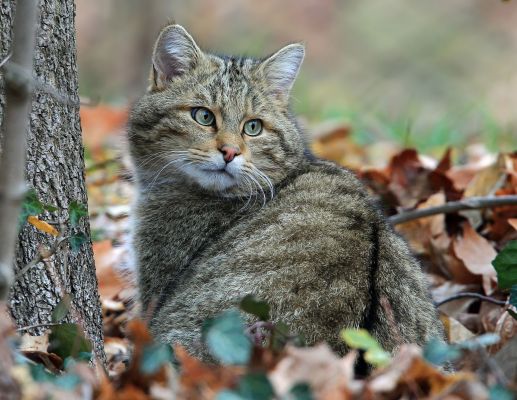 Tierpark Lange Erlen - Copyright © by 